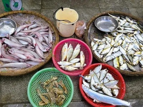 Sau Tết, người dân đổ xô săn loài cá 'tan trong nước' giá tới 1 triệu đồng/kg, thuyền vừa cập bến đã hết hàng