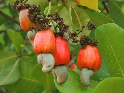 Loại 'hạt tỷ đô' của Việt Nam bứt tốc ngay tháng đầu năm, hút khách toàn cầu: Mỹ - Trung Quốc săn lùng không ngớt