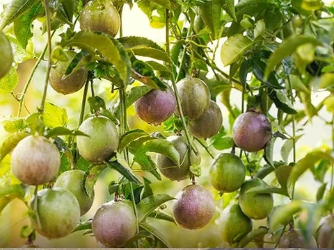 'Trái ngọt' Việt bứt tốc vào châu Âu: 4 năm tăng hơn 200%, EU chi gần nửa tỷ USD