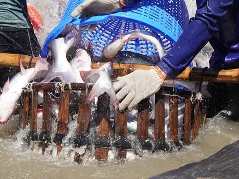 'Vàng trắng miền Tây' vào sóng mới: Giá leo 34.000 đồng/kg, mục tiêu 2,3 tỷ USD