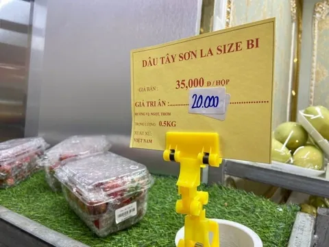 Dâu tây vào chính vụ rớt giá chỉ từ 40.000 đồng/kg, tiểu thương bán vài tạ mỗi ngày vẫn cháy hàng