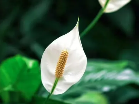 Cây lan ý “rất sợ” vị trí này trong nhà, biết tránh thì cây bung hoa rực rỡ, xanh tốt quanh năm