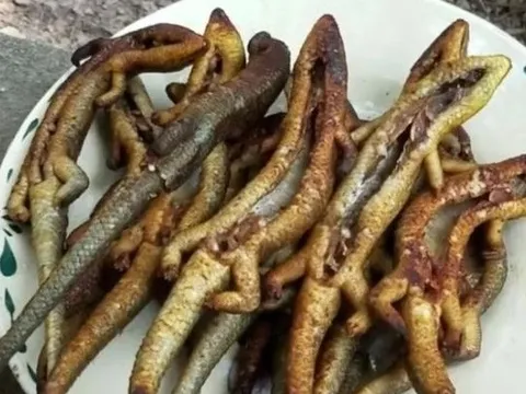 Từng bị gọi là 'rắn bốn chân' thoạt nhìn rùng mình, nay thành đặc sản giá tới 350.000 đồng/kg, lên bàn nhậu lại thành món khoái khẩu