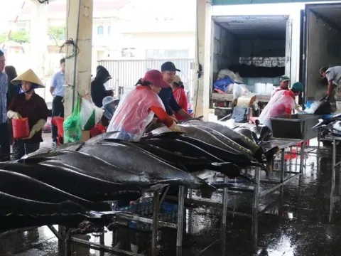 Gỡ 'thẻ vàng' thủy sản: Không còn chỗ cho chủ quan, hình thức