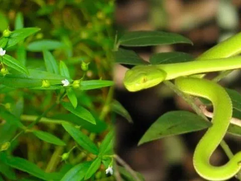 5 cây dụ rắn vào nhà