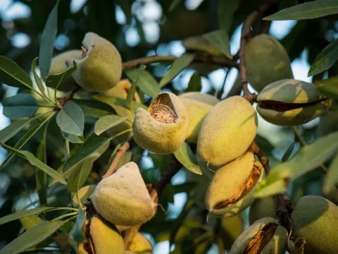 Không phải tiêu hay điều, một loại hạt nhỏ bé mới nổi đã mang về cho nước ta trăm triệu USD, vượt mặt cả 'vua trái cây' trong tháng đầu năm