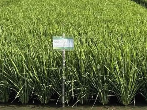 Giống lúa ĐNÁ ngon hàng đầu thế giới, mang đặc tính "quý hơn vàng": Vị thế ra sao so với ST25?
