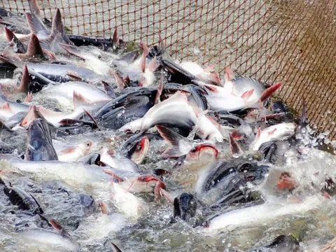 Từng là cá bình dân, nay thành 'mỏ vàng' xuất khẩu được Mỹ, Trung Quốc, Brazil tích cực săn đón: Thu hơn 200 triệu USD chỉ sau 1 tháng, còn nhiều dư địa để tăng trưởng