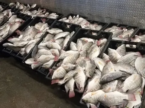 ‘Kho báu dưới nước' của Việt Nam khiến Mỹ, Brazil bị ‘hớp hồn’: Đem về 99 triệu USD, thành công nhờ biết tận dụng 'lối nhỏ'