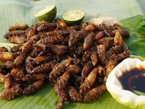 Ít ai ngờ loài côn trùng khiến nhiều người đau đầu vì tiếng kêu lại là đặc sản lạ miệng, dân sành ăn săn lùng giá gần triệu đồng/kg