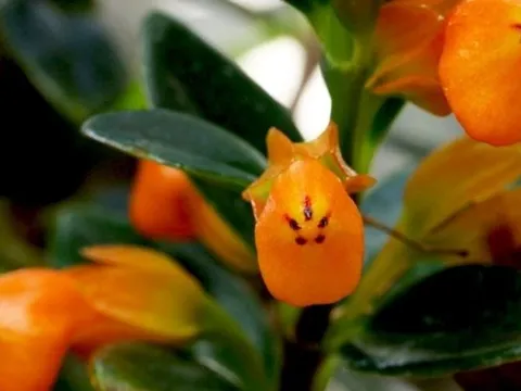 Giá chỉ từ 35.000 đồng/chậu: Loài cây nở hoa như đàn cá vàng bơi lội, giúp gia chủ hút tài giữ lộc quanh năm