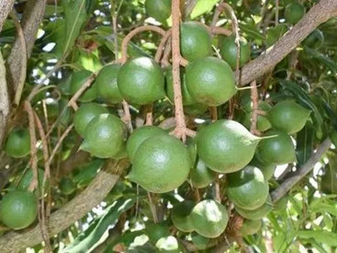 Một loại hạt được mệnh danh 'hoàng hậu': Có loại giá hơn 1,3 triệu đồng/kg, Việt Nam cũng trồng nhiều