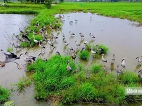 Cận cảnh đàn chim quý xuất hiện tại cánh đồng ở Huế