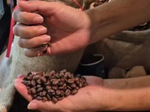 Giá cà phê hôm nay 15-3: Chốt tuần giảm, Robusta thay thế Arabica càng nhiều