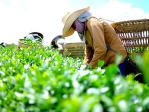 Xuất khẩu nông sản Việt 'ngấm đòn' chiến sự Trung Đông