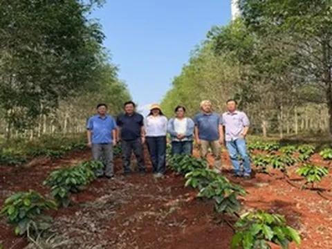 Giá cà phê hôm nay 17-3: Robusta hồi phục nhẹ, Arabica bật tăng mạnh