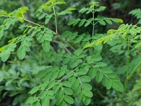 Loại cây được ví như 'cây thần kỳ' giá cả vừa túi tiền: Không chỉ bổ dưỡng mà còn giúp giảm cholesterol, tốt cho tim mạch nhưng ít người để ý