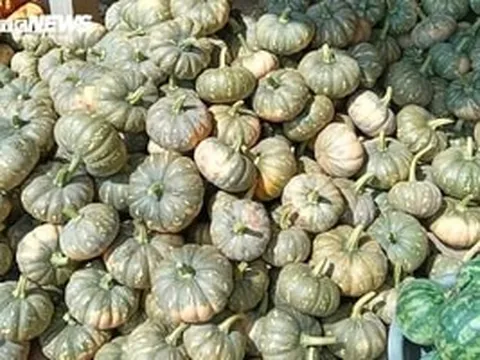 Hàng trăm tấn bí quá lứa vẫn 'nằm chờ' ngoài ruộng, giá chạm đáy: Nông dân Cà Mau kêu cứu