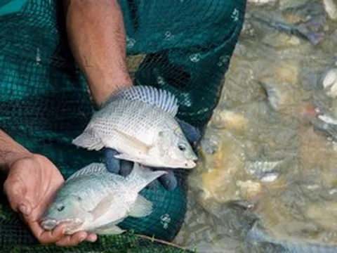 Loại cá bình dân ở Việt Nam 'bứt tốc' xuất khẩu: Tăng hơn 200% chỉ sau 2 tháng, được quốc gia giàu nhất Nam Mỹ 'mê như điếu đổ'