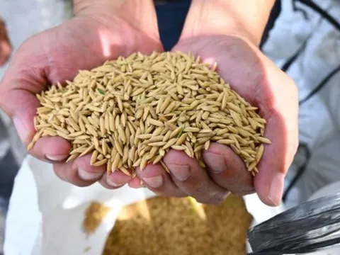 Nông dân thu hoạch lúa sớm vì thiếu nhiên liệu cục bộ