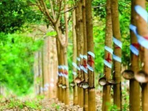 Một doanh nghiệp đặt mục tiêu lợi nhuận năm 2026 tăng hơn 150% so với năm trước nhờ khoản tiền đền bù từ công ty thành viên của THACO