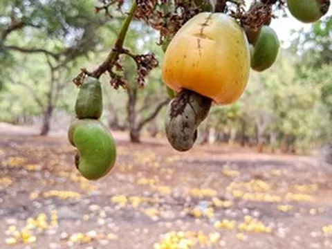 Một mặt hàng Việt thu hơn 500 triệu USD sau 2 tháng: Mỹ - Trung Quốc tích cực 'gom hàng'