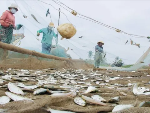 Ngư dân mỏi tay gỡ cá trích, thu tiền triệu mỗi chuyến vươn khơi