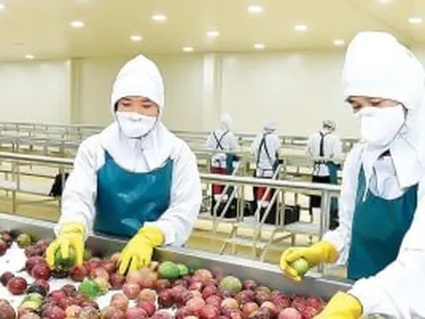 Thông tin về kiểm soát dư lượng thuốc bảo vệ thực vật với chanh leo, thanh long Việt tại EU