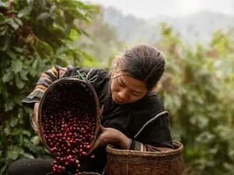 Cứ 10 người Nhật thì có 7 người uống cà phê: Hạt Việt là 'thần' nhưng vẫn thua một quốc gia
