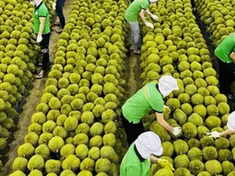 Chỉ 2 tháng thu gần 1 tỷ USD, Trung Quốc 'mạnh tay' mua về: Mặt hàng này của Việt Nam đang 'ăn nên làm ra' ra sao?