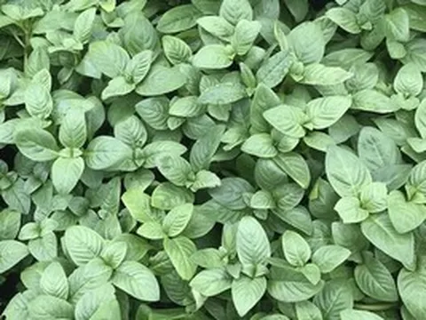 Từ 'rau dại ven bờ' đến đặc sản tiền trăm: Loại rau 'lạ mùi' đang giúp nông dân đổi đời