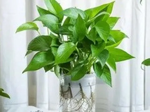 3 loại cây giúp tâm trạng tốt lên từng ngày: Biết trồng còn khỏe “toàn thân”