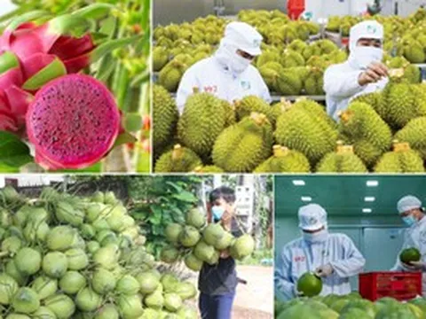 Một loại quả của Việt Nam tăng trưởng 400% khiến Trung Quốc 'mê mệt': Có nguy cơ vướng án phạt ngầm