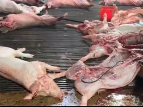 Nhức nhối heo bệnh tuồn ra thị trường, Thủ tướng chỉ đạo chấn chỉnh kiểm soát giết mổ