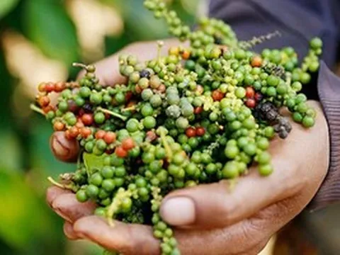 Sở hữu 'vàng đen' cả Mỹ lẫn Trung Quốc đều chuộng, Việt Nam nắm 'trùm' sản lượng thế giới