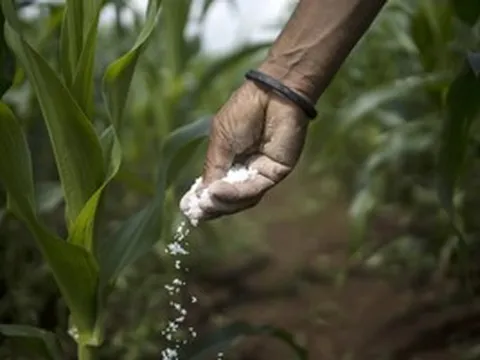 Giá phân bón tăng 83%, 'ông lớn' số 1 thế giới phải sang Việt Nam tìm nguồn cứu trợ khẩn cấp