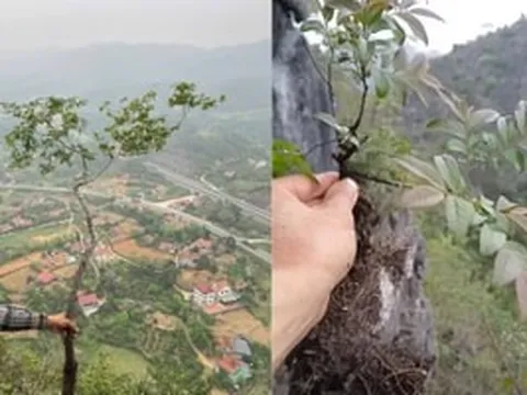 Cơn sốt cây muội hồng: Có gì đặc biệt mà săn lùng chậu nhỏ đến gốc cây to giá hàng triệu đồng