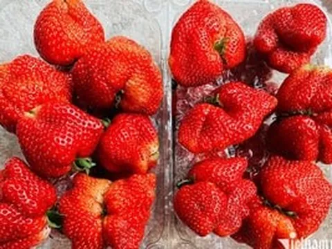 Từ vài nghìn lên hàng triệu USD: Loại quả này của Việt Nam 'tăng tốc' gấp 2.000 lần, vượt xa nhiều loại trái cây quen mặt