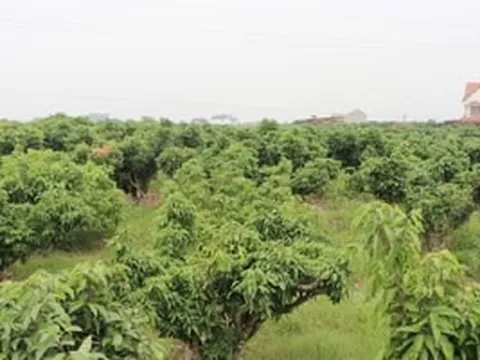 Nguy cơ mất mùa vải thiều