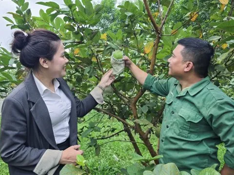 Kỹ sư nông nghiệp bỏ chức Giám đốc, về nhà trồng ổi thu hàng trăm triệu đồng