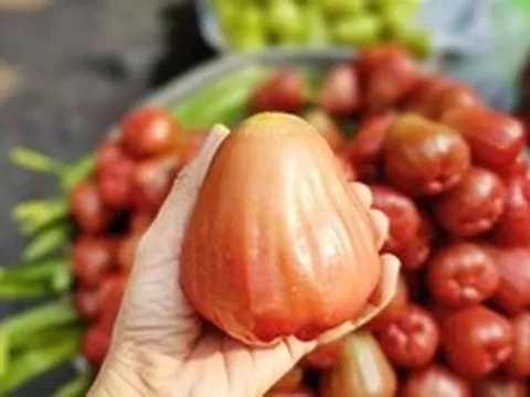 3-4 trái mận hồng giá 200.000 đồng, khách vẫn xuống tiền mua