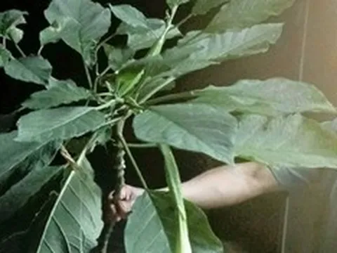 Ăn rau lạ, 3 người trong một gia đình mê man phải nhập viện gấp