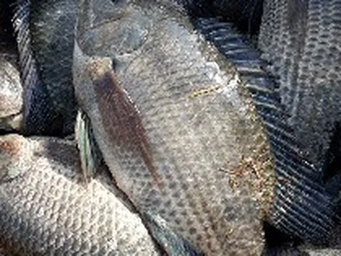 Loài cá bán đầy chợ ở Việt Nam đang được thế giới săn đón