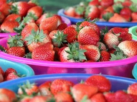 Từ vài nghìn USD lên triệu USD: Loại quả Việt tăng trưởng 'phi mã', mở lối vào phân khúc nông sản giá trị cao