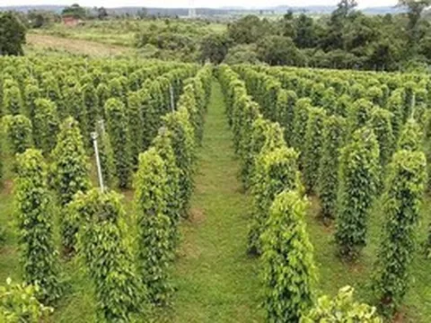 'Vàng đen' Việt Nam tăng tốc đầu năm: Trung Quốc tăng mua đột biến, Mỹ 'mê không lối thoát'