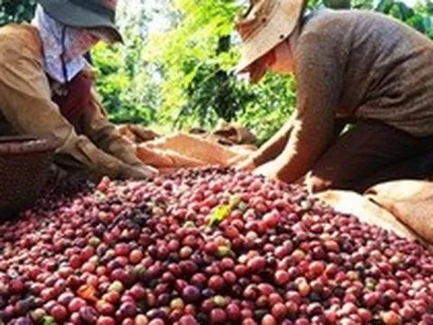 Cà phê Việt bán khắp châu Âu, vì sao người tiêu dùng không biết?