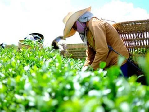 'Lá xanh' Việt bất ngờ được Mỹ 'xuống tiền' mạnh tay