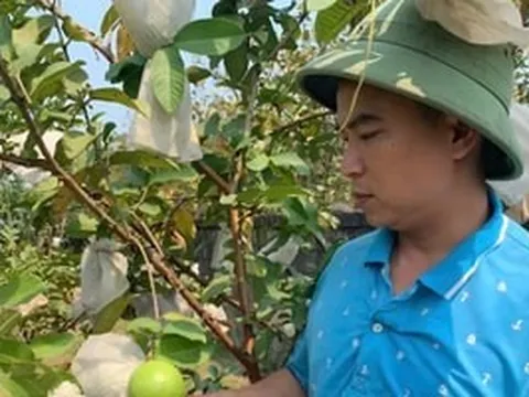 Mạnh dạn bỏ công việc nhàn hạ, chàng kỹ sư ‘lội ngược dòng’ thành nông dân: Sau bĩ cực kiếm cả tỷ bạc mỗi năm, nhờ nuôi con gì và giống quả nào?