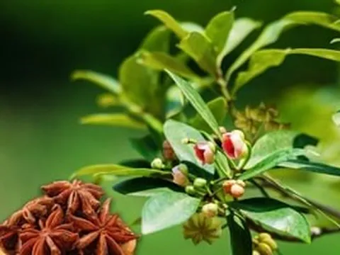 Loại hoa khô là đặc sản của tỉnh miền núi phía Bắc khiến Ấn Độ và Mỹ mê mẩn, 'nộp' hàng chục triệu USD cho Việt Nam