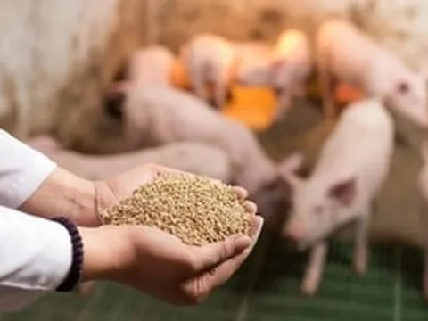 Giá thức ăn chăn nuôi và phân bón tăng sốc